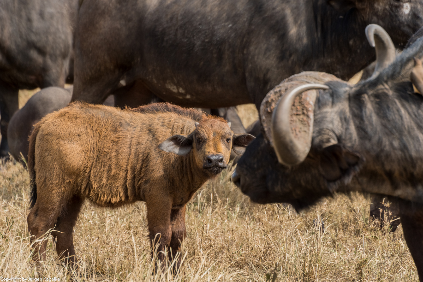 kleiner Büffel in der Serengeti