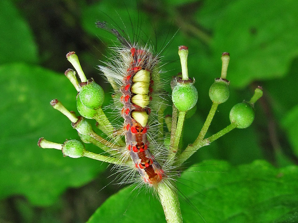 Kleiner Bürstenspinner