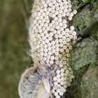 Kleiner Bürstenspinner – weiblich/ nach der Eiablage (II)