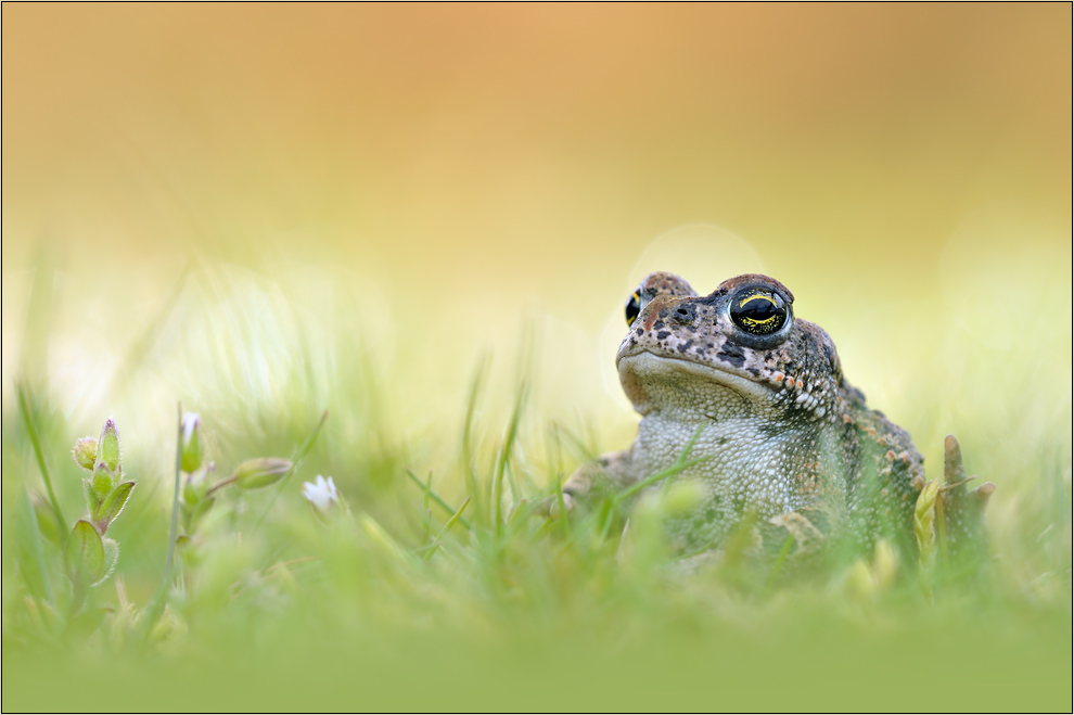 ~ Kleiner Bufo ~