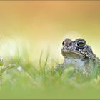 ~ Kleiner Bufo ~