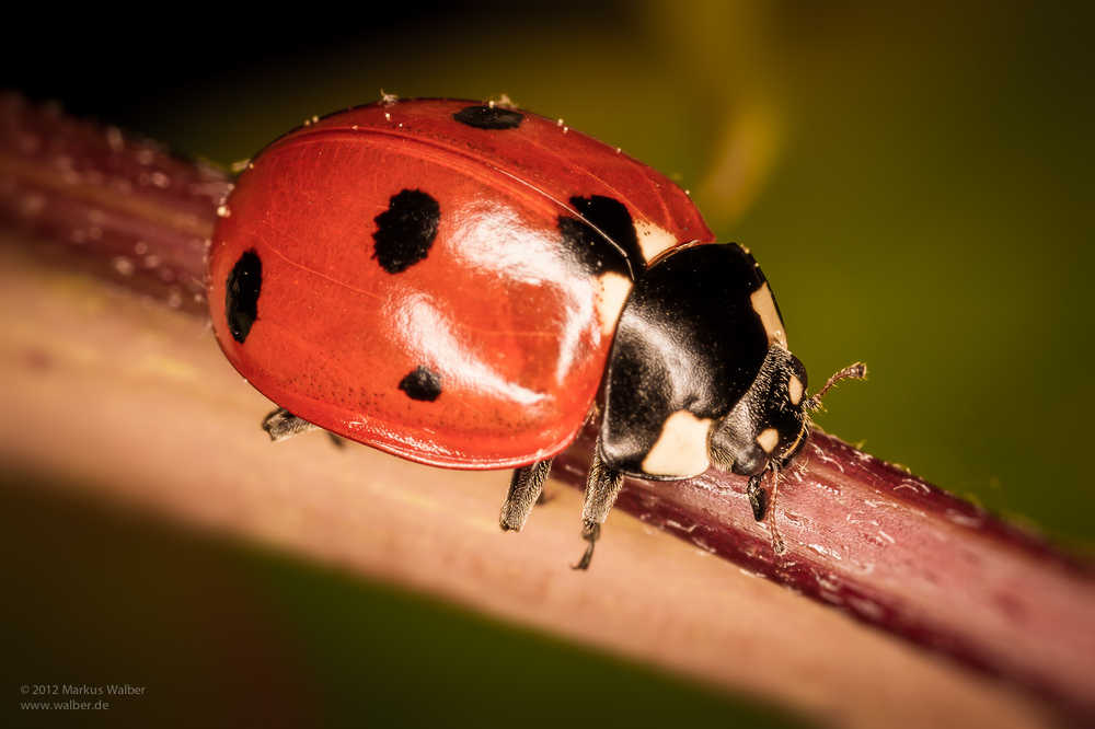 Kleiner Bug ganz groß