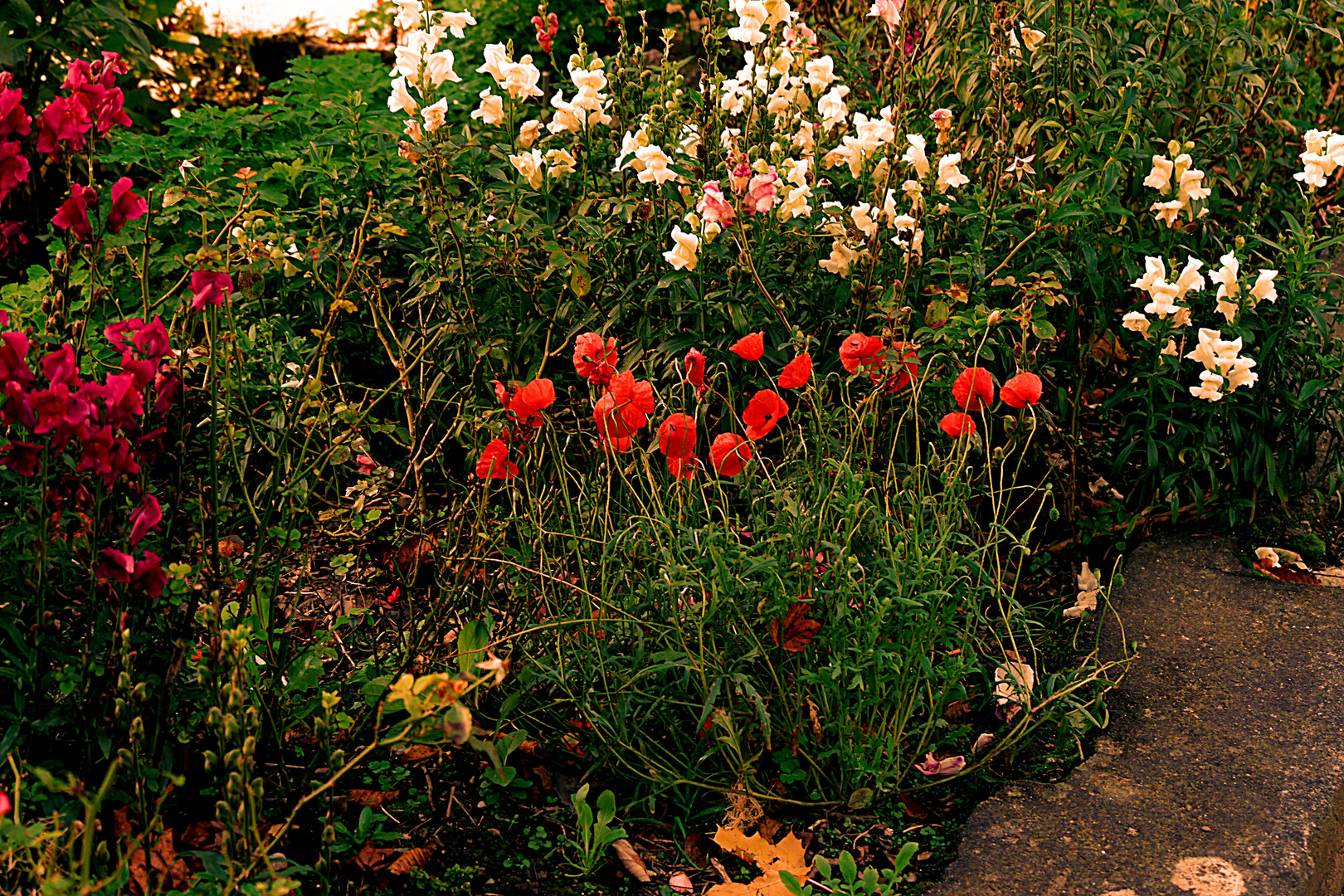 Kleiner, bunter Bauerngarten.