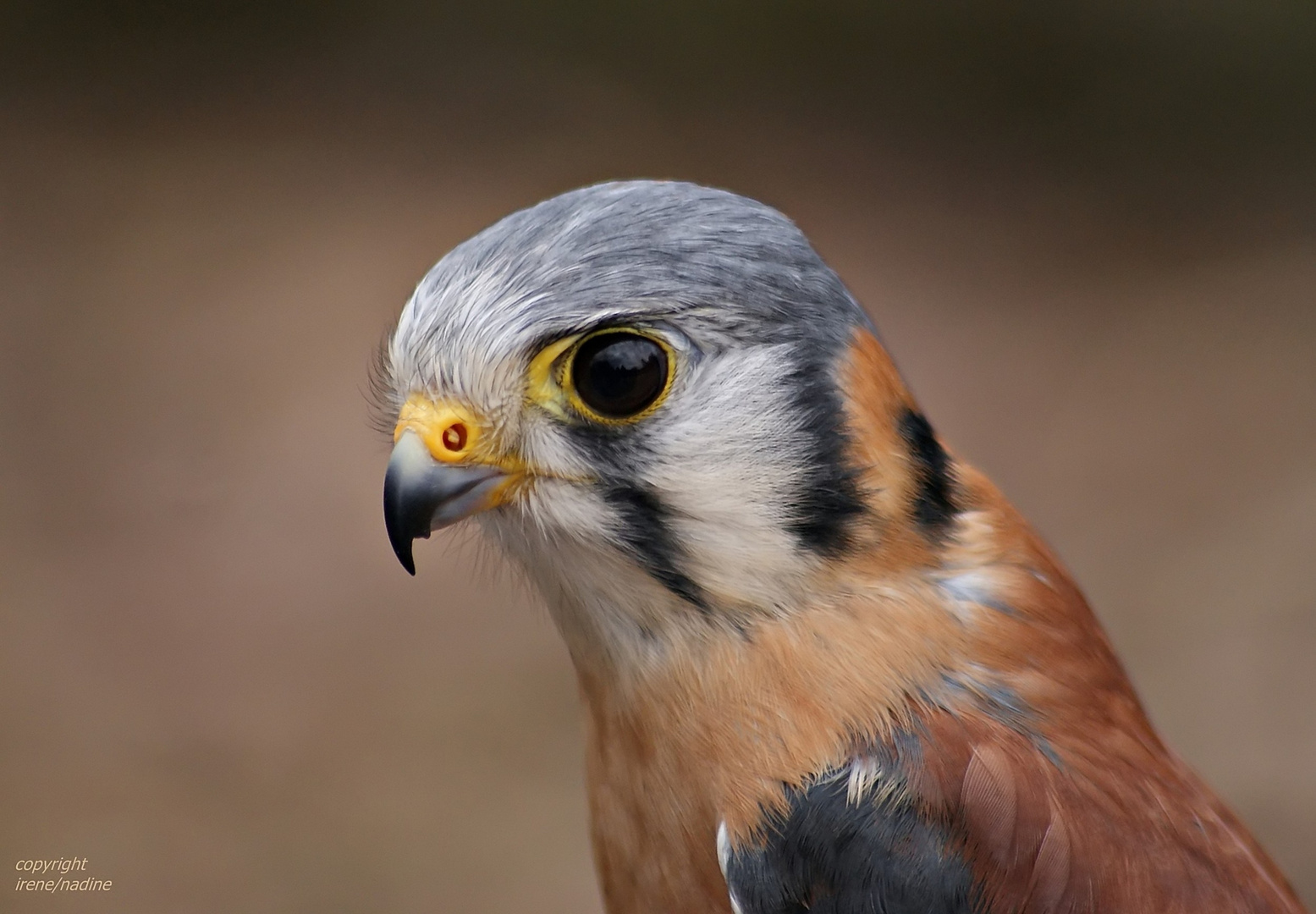 Kleiner bunter Falke