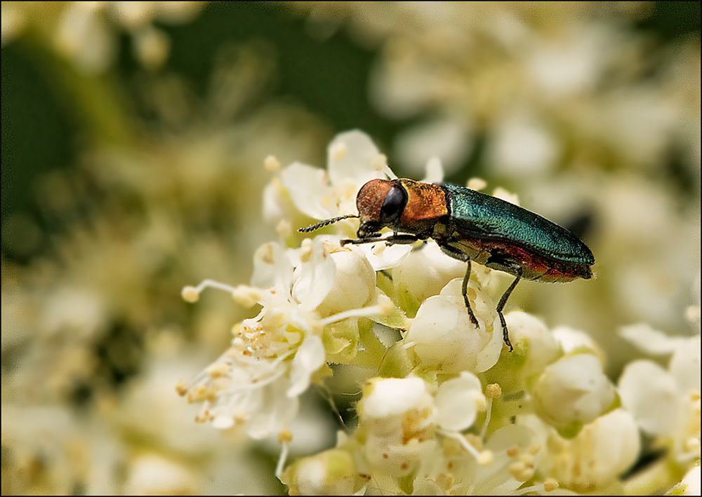 Kleiner bunter Käfer, ein glänzender Blütenprachtkäfer. Danke IngoR  für die Bestimmung