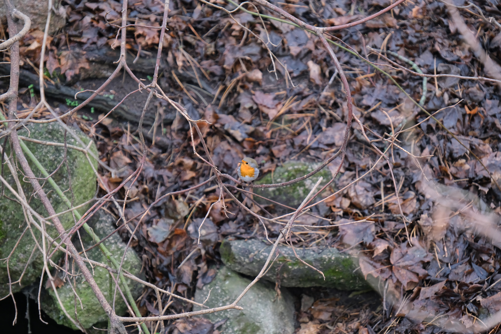 Kleiner bunter "Punkt" im winterlichen Grau...