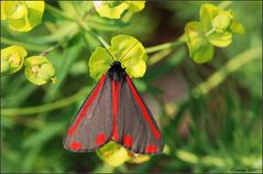 Kleiner bunter Schmetterling...