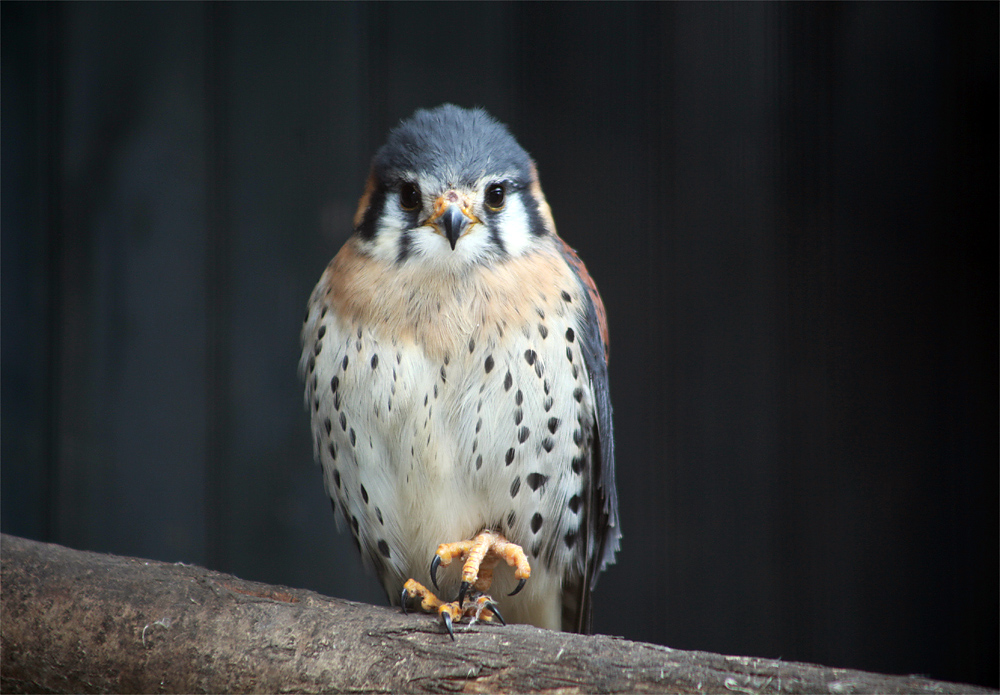 kleiner Buntfalke