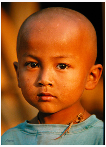 Kleiner Burmese