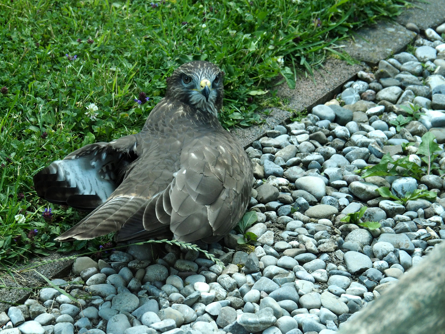 Kleiner Bussard braucht ne Pause