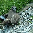 Kleiner Bussard braucht ne Pause