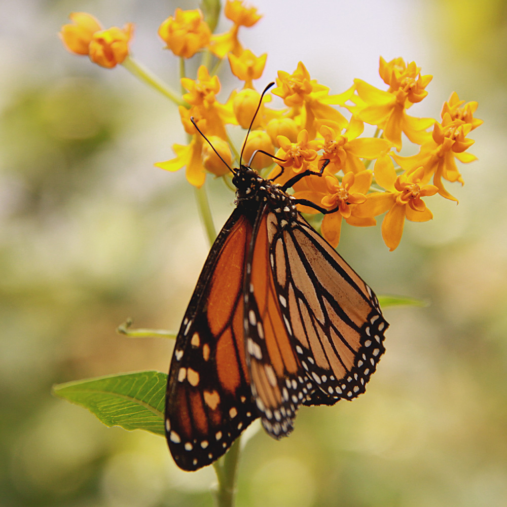 Kleiner Butterfly