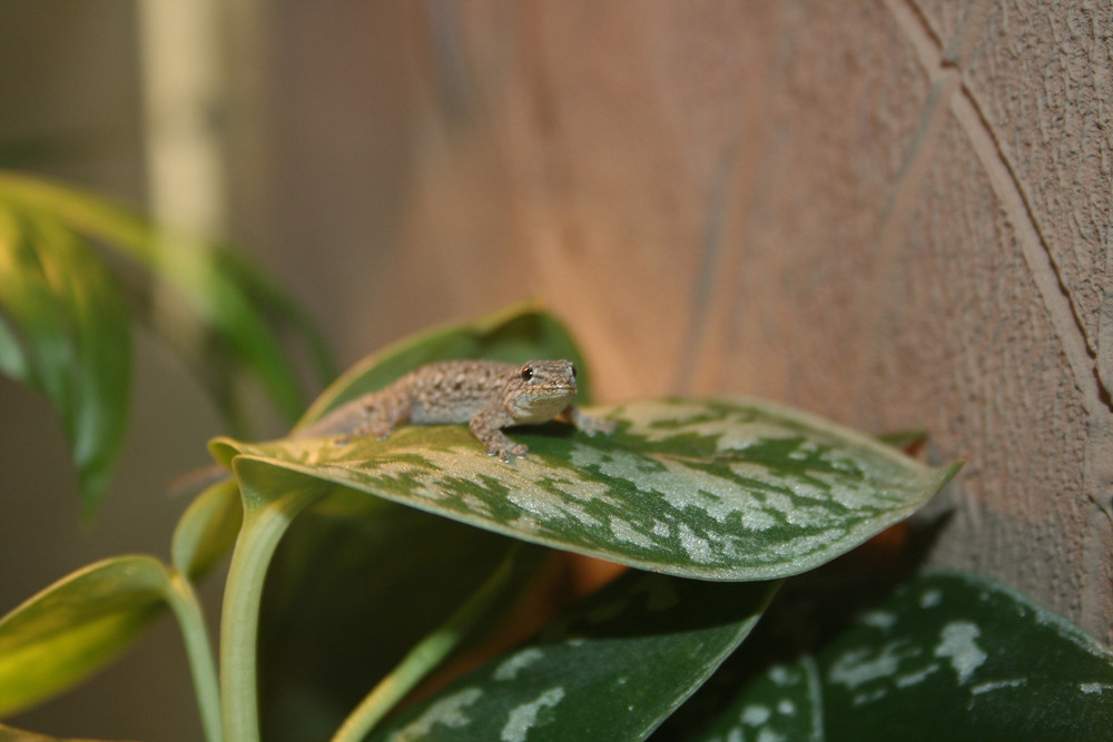 Kleiner Capgekko