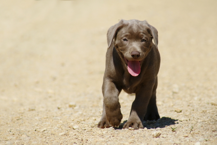 Kleiner charcoal Labrador