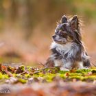 Kleiner Chi ganz groß... Monty im Waldlicht... <3