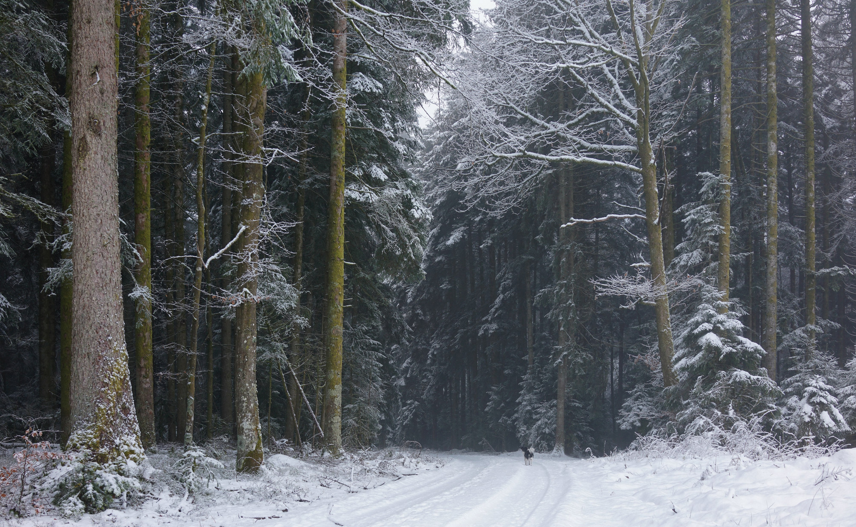 kleiner Chicco im großen Wald