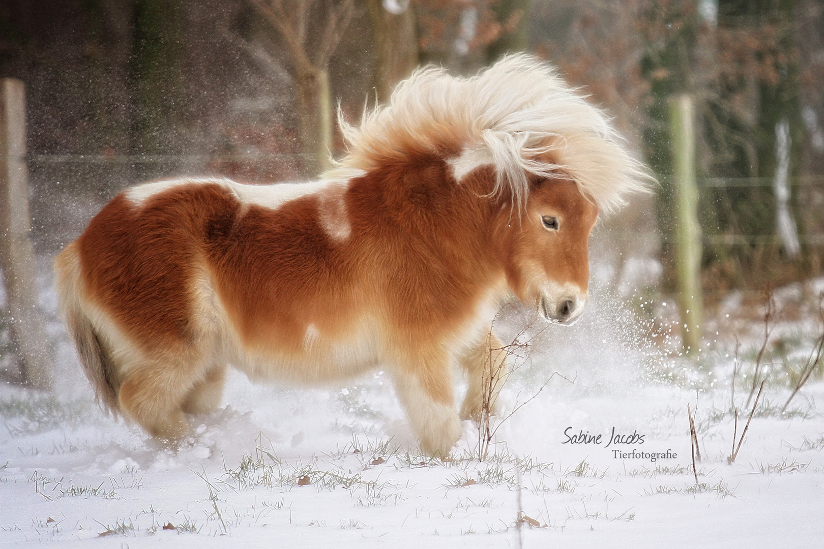 Kleiner Chonny im Schnee