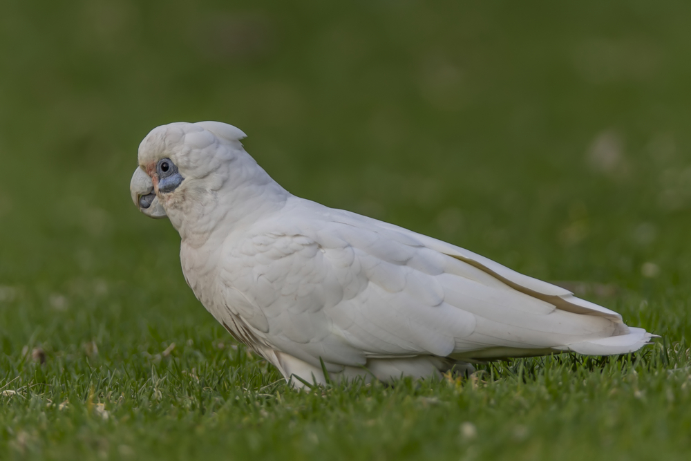 Kleiner Corella ganz groß ...