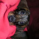 kleiner Dachshund 4 Monate