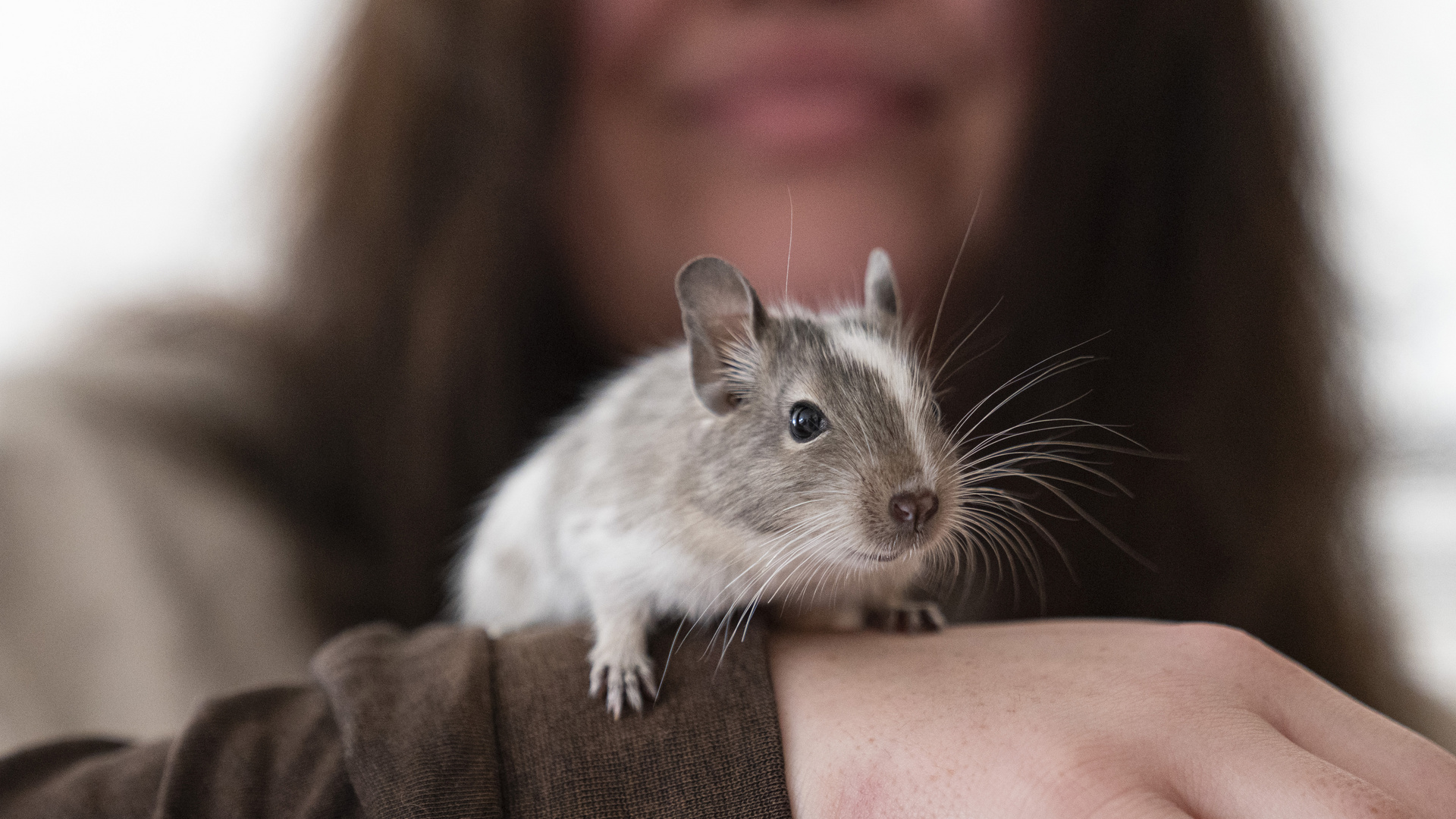 Kleiner Degu