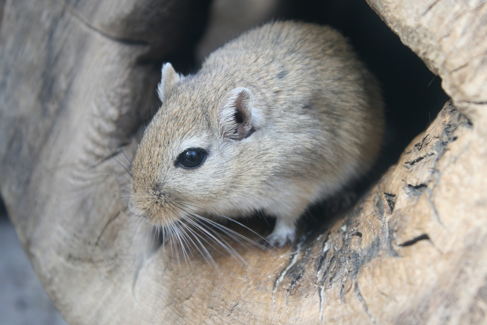 kleiner Degu