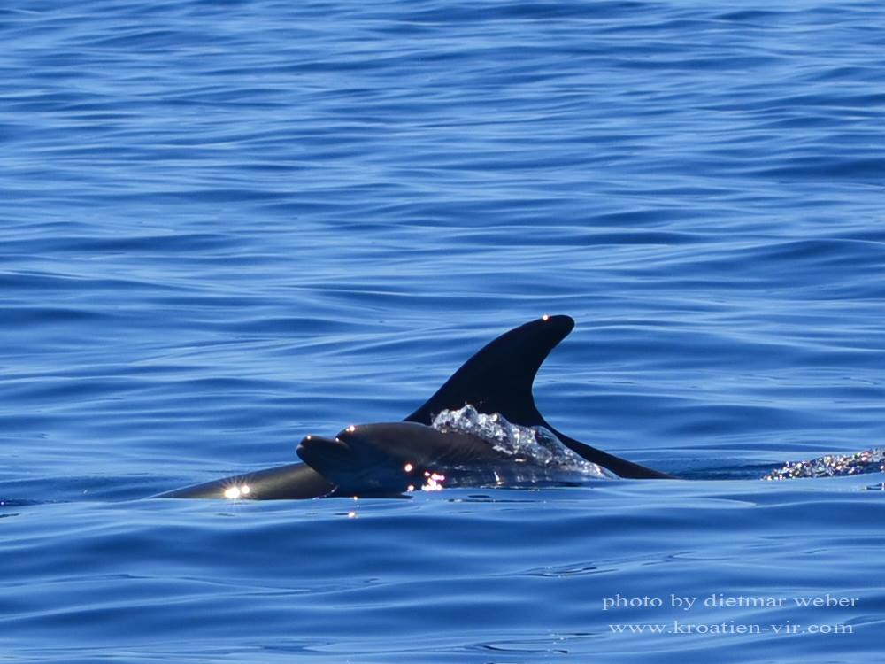 kleiner Delfin mit Mama