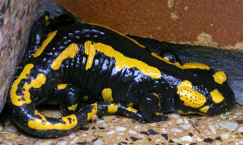 Kleiner dicker Feuersalamander (Lurchi)