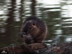 Kleiner dicker Nutria