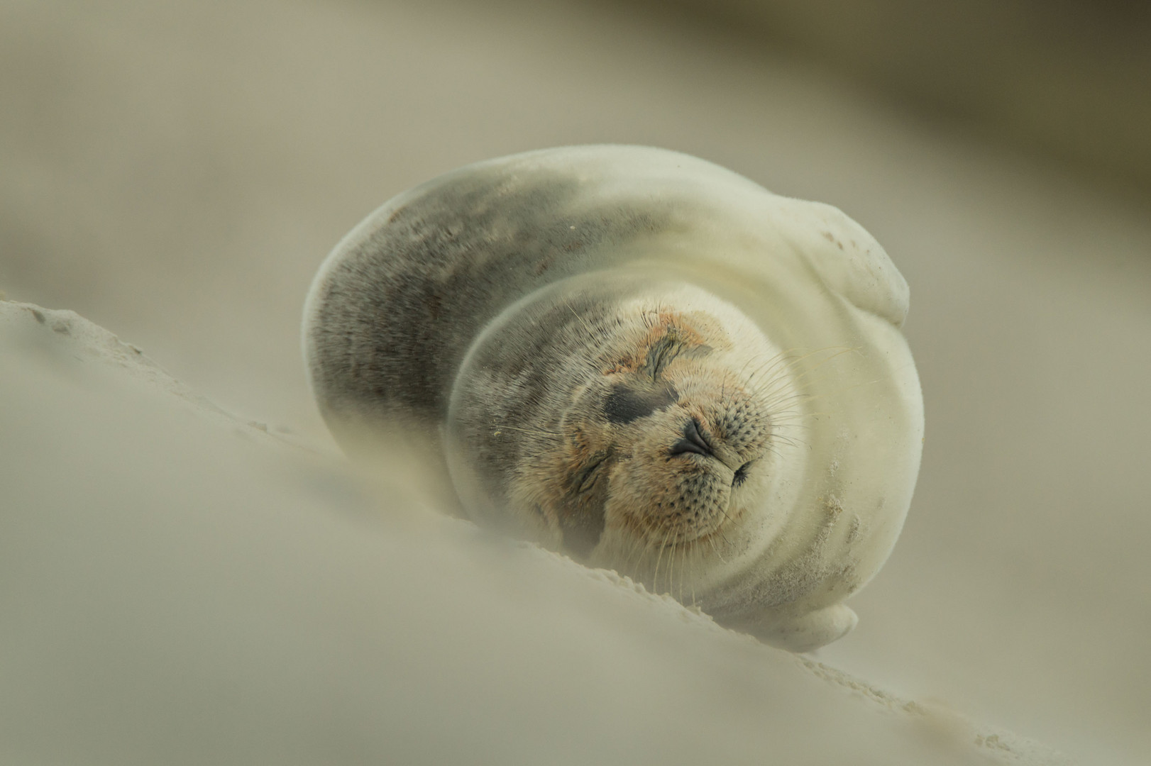 kleiner dicker Rollmops.....