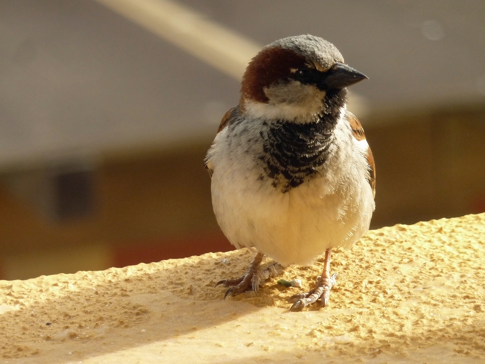 kleiner dicker Spatz