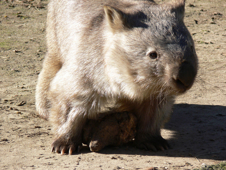 Kleiner Dicker - Wombat