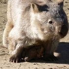 Kleiner Dicker - Wombat