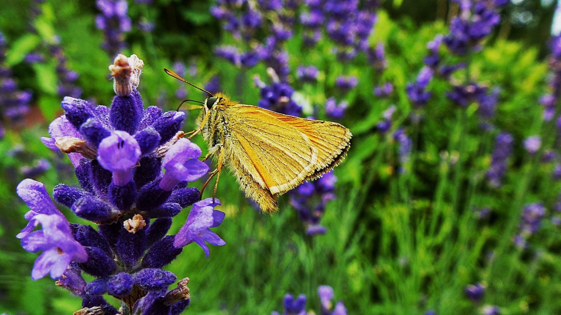 Kleiner Dickkopffalter im Lavendel