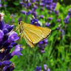 Kleiner Dickkopffalter im Lavendel