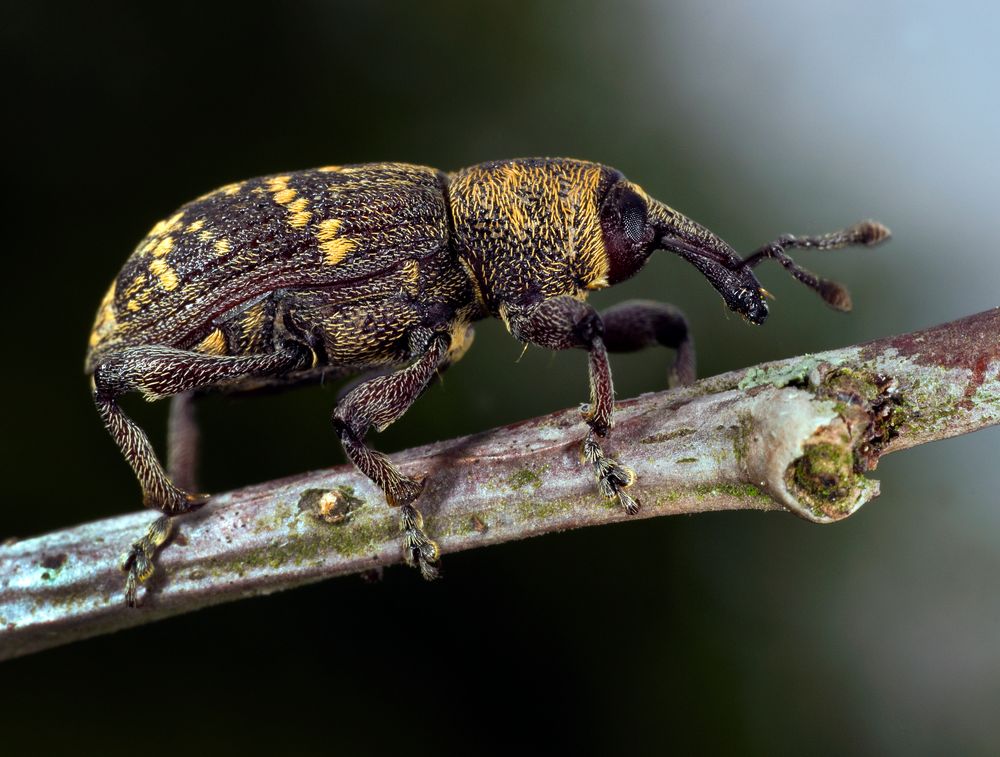 Kleiner Dickmaulrüsselkäfer on Tour von Eurofoto 