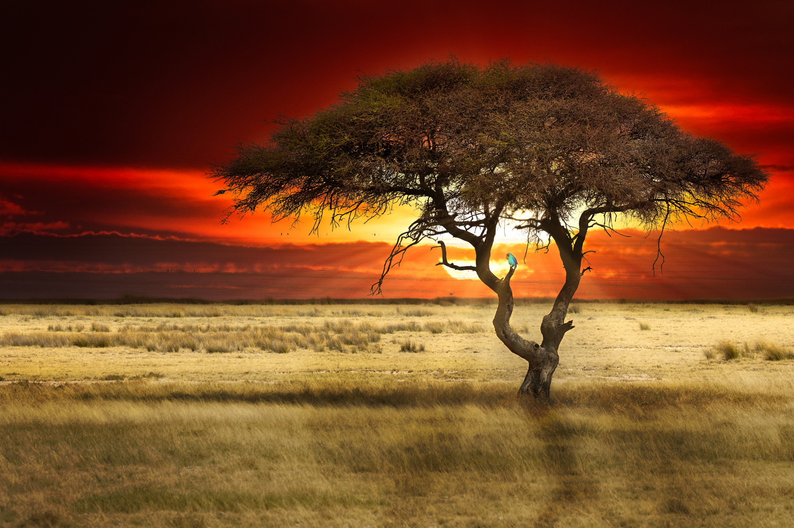 Kleiner digitaler Papagei im Etosha-Park