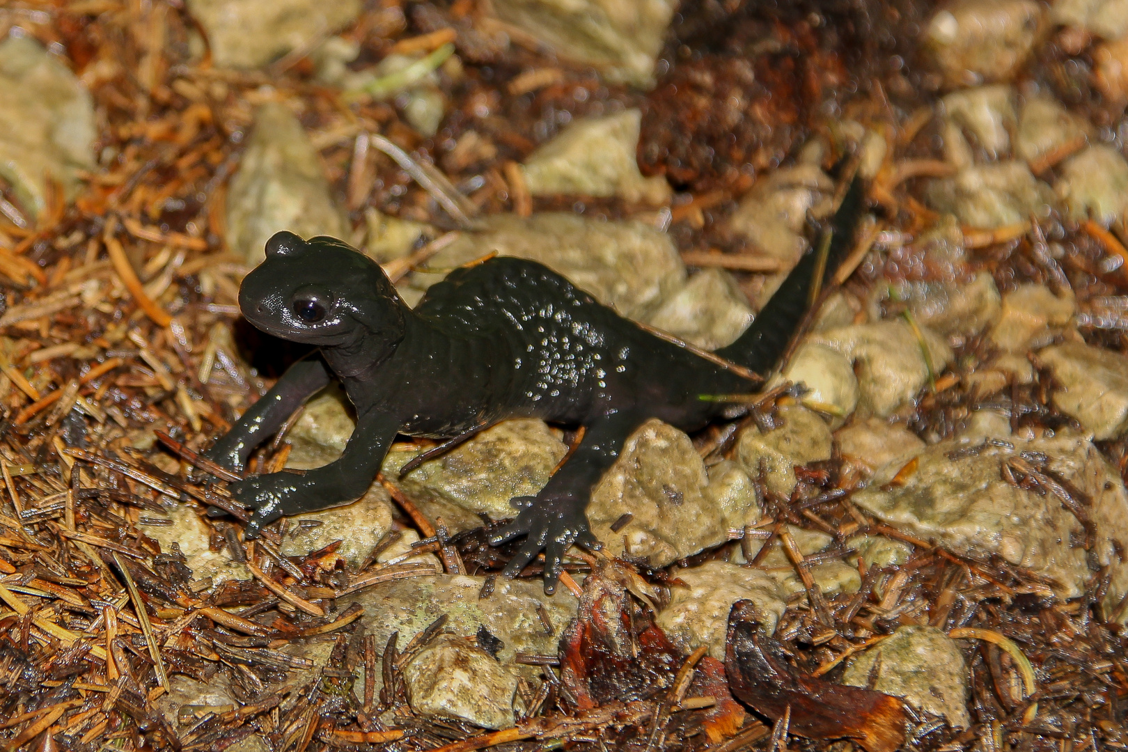 Kleiner Dino (Alpensalamander)