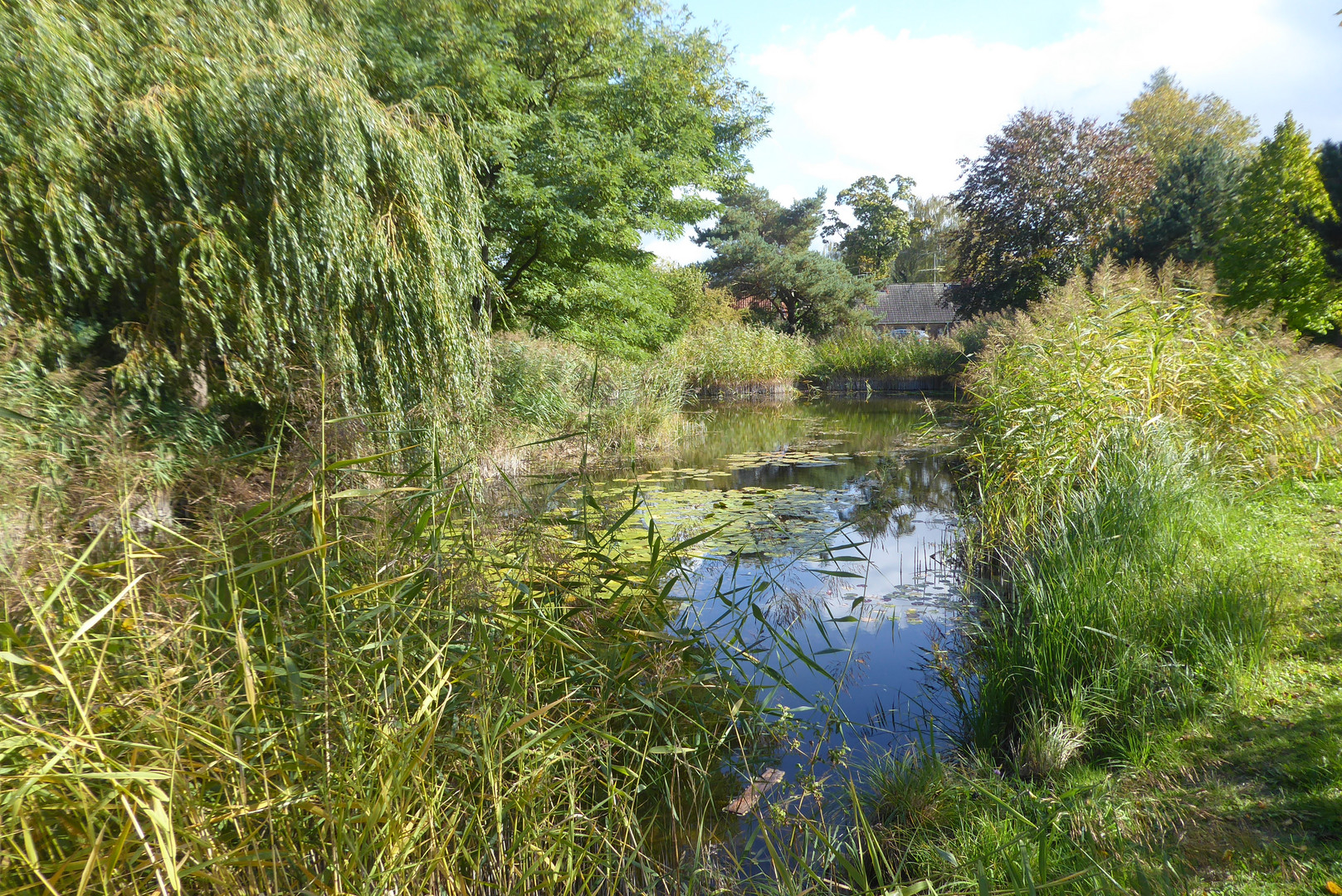 kleiner Dorfteich