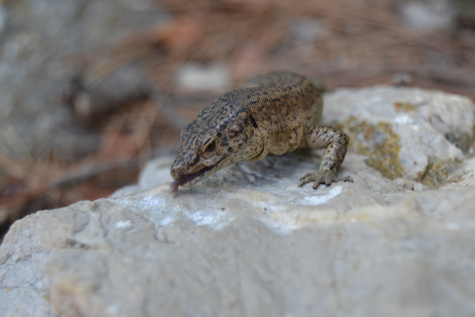 Kleiner Drache 3 Foto & Bild | tiere, wildlife, amphibien & reptilien