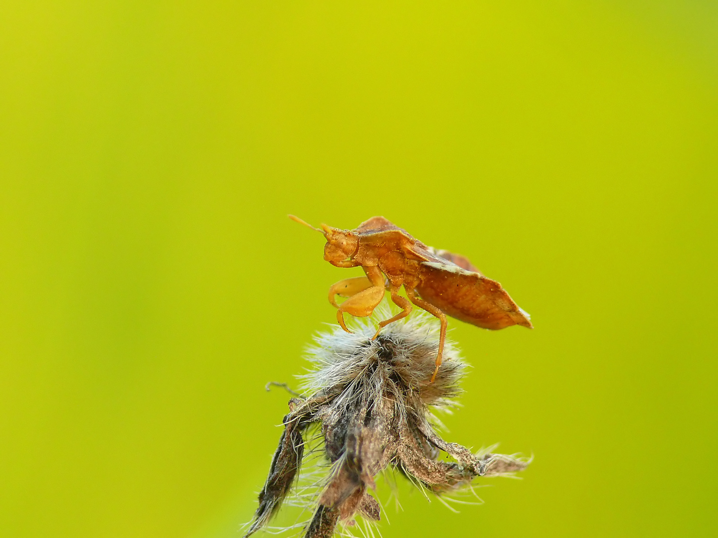 Kleiner Drache