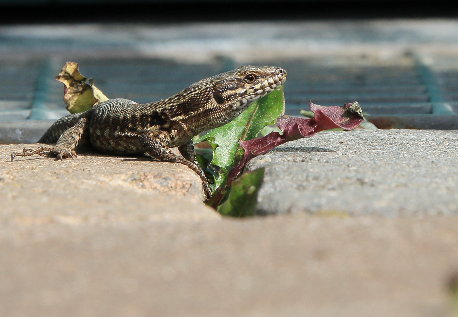 Kleiner Drache...