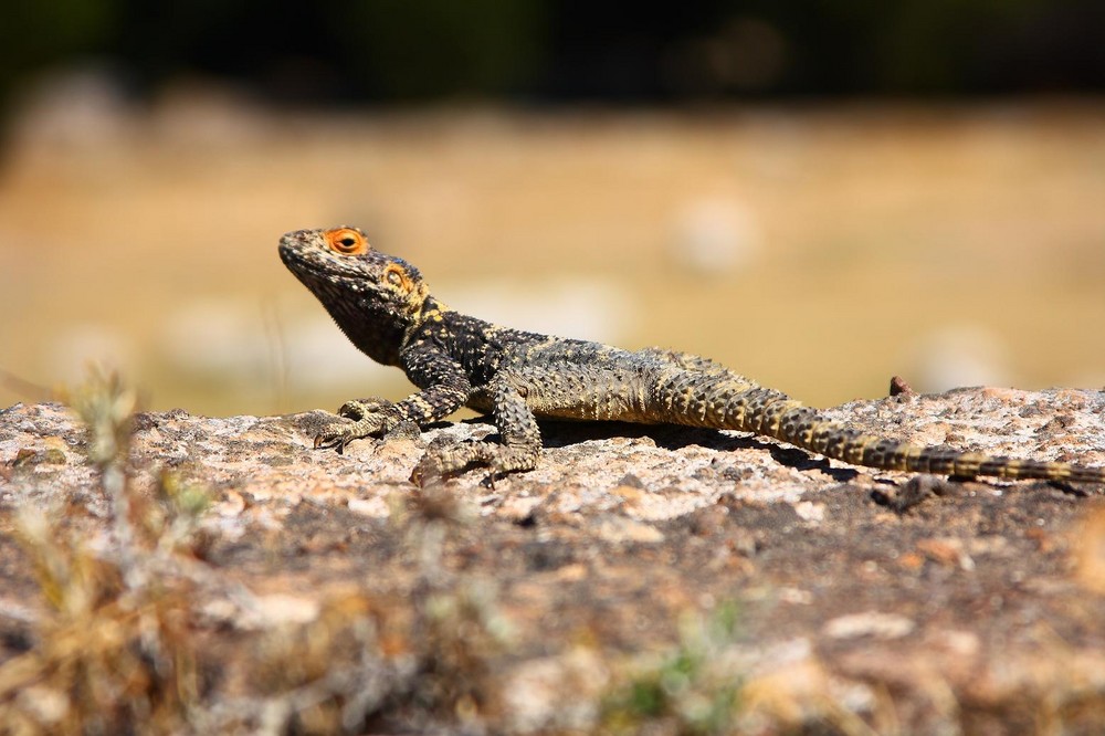 Kleiner Drache auf Kos