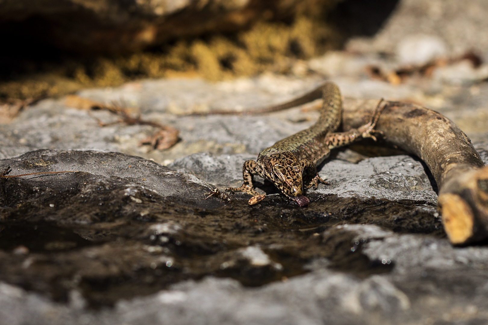 kleiner Drache beim drinken