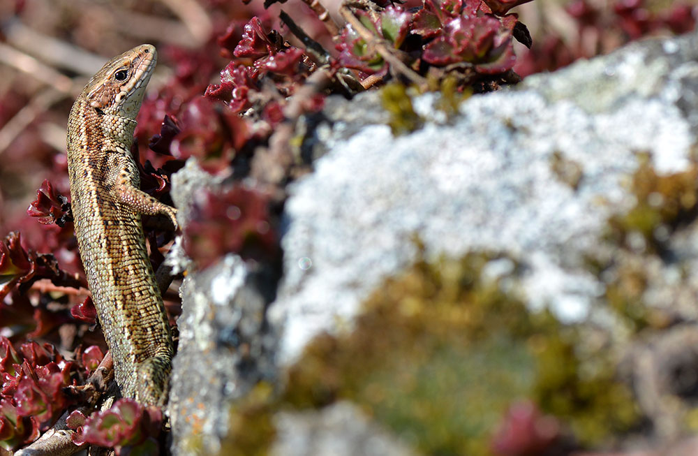 Kleiner Drache