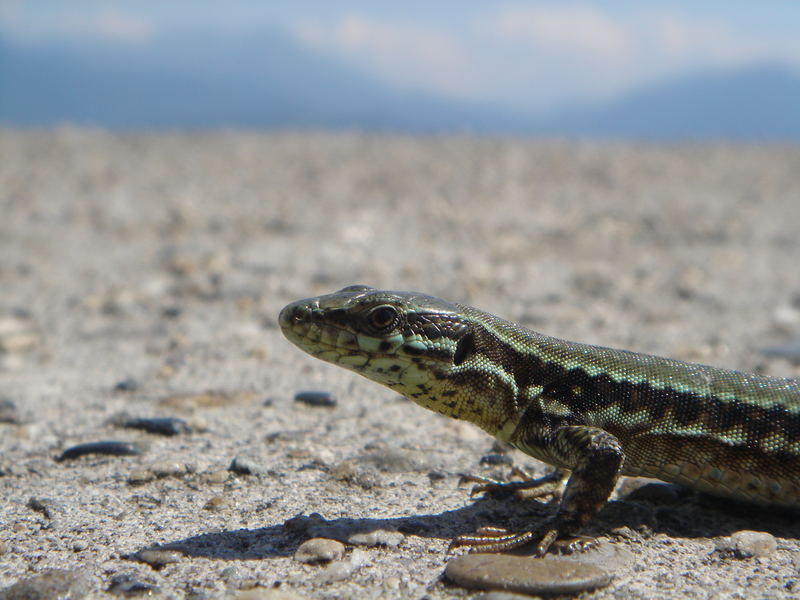 Kleiner Drache ganz groß