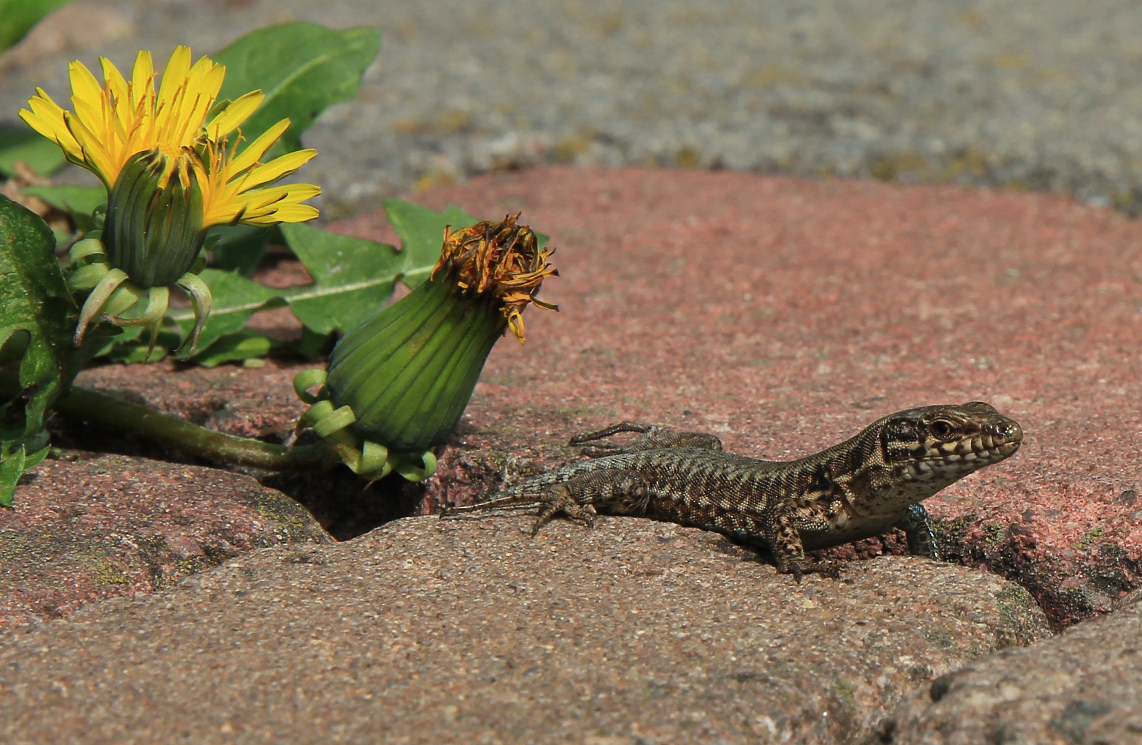 Kleiner Drache II