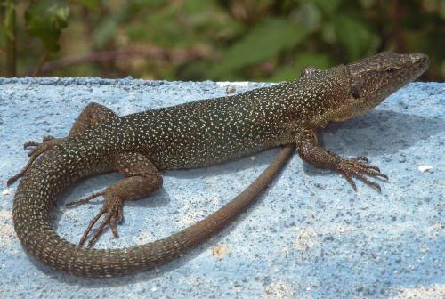 Kleiner Drache von Sào Jorge