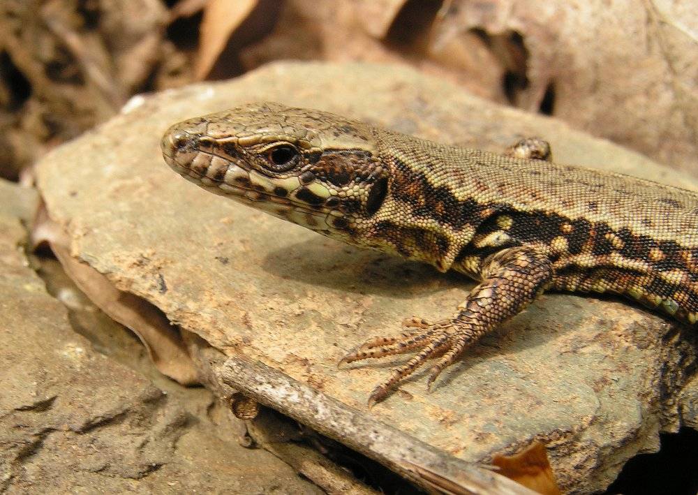 kleiner Drachen aus der Eifel