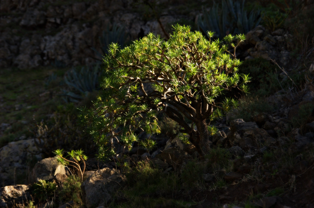 kleiner Drago, La Gomera