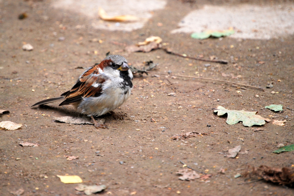 kleiner Dreckspatz